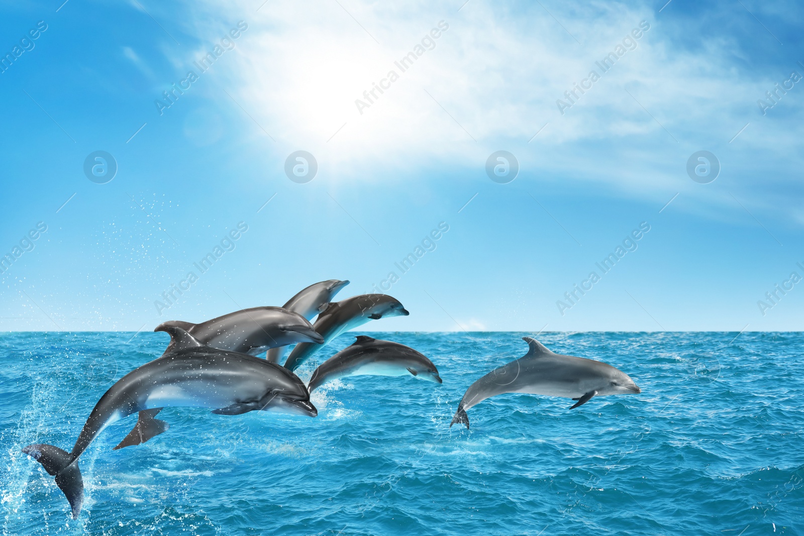 Image of Beautiful bottlenose dolphins jumping out of sea with clear blue water on sunny day 