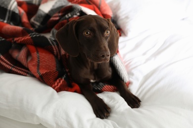 Photo of Adorable dog under plaid on bed at home