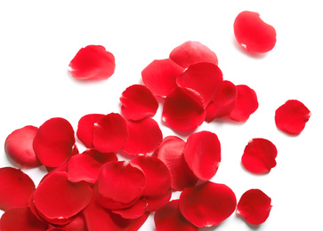 Fresh red rose petals on white background, top view