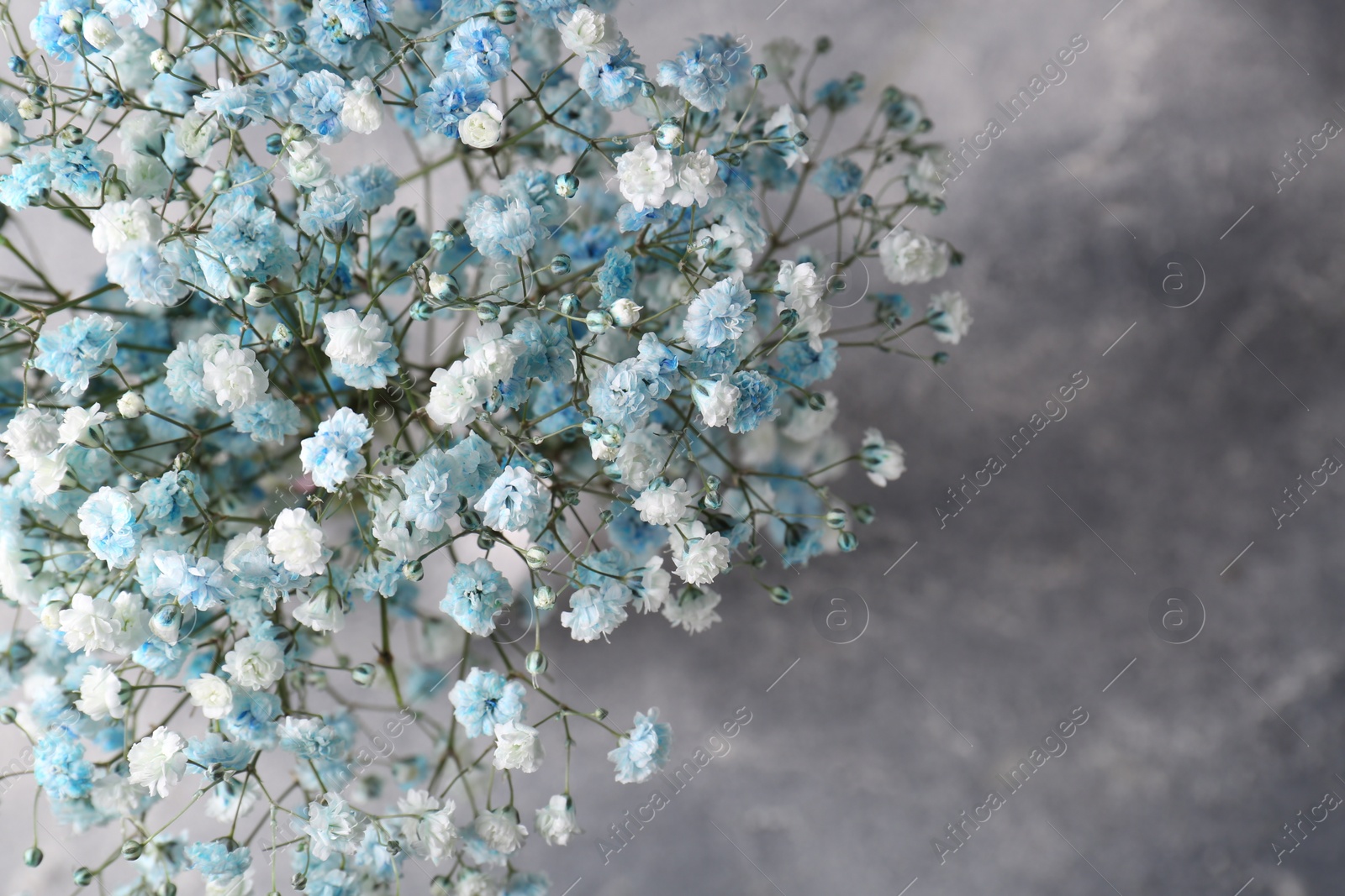 Photo of Beautiful dyed gypsophila flowers on light grey background, closeup. Space for text