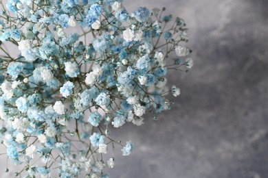 Beautiful dyed gypsophila flowers on light grey background, closeup. Space for text