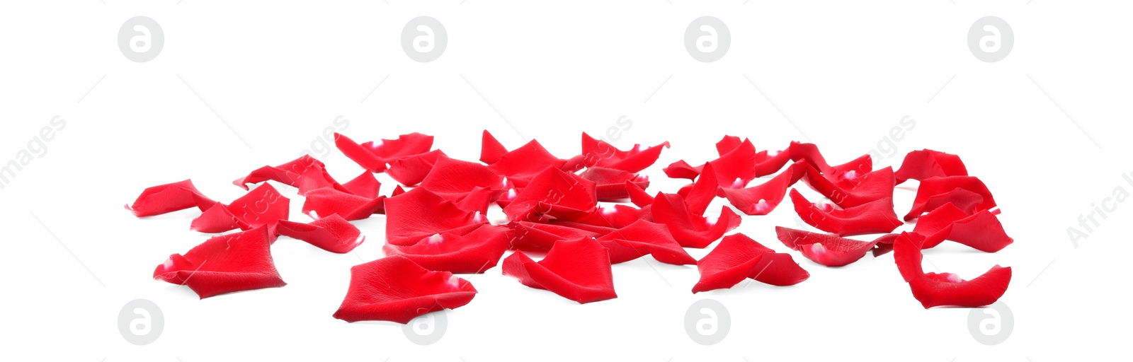 Photo of Beautiful red rose petals on white background