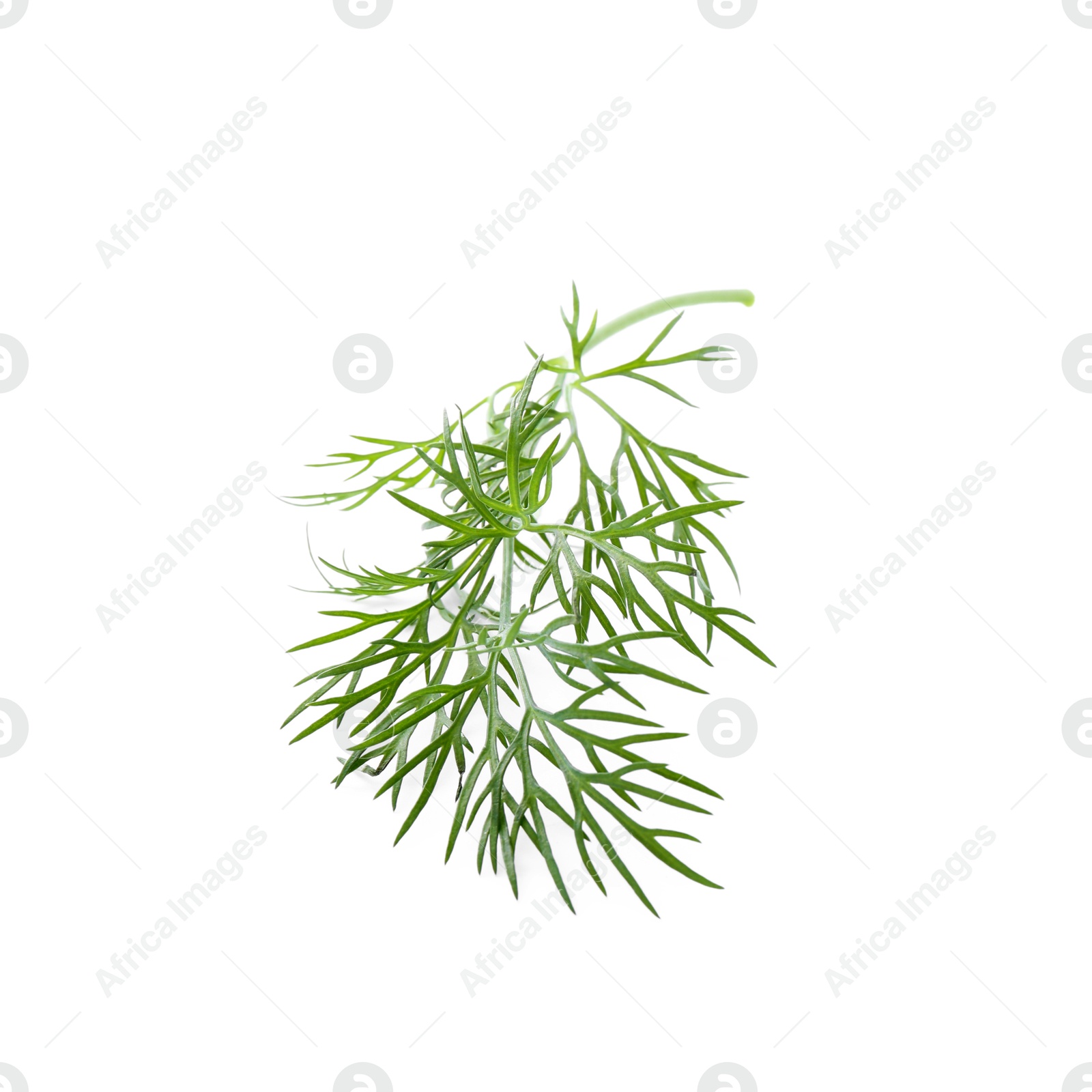 Photo of Sprig of fresh dill isolated on white