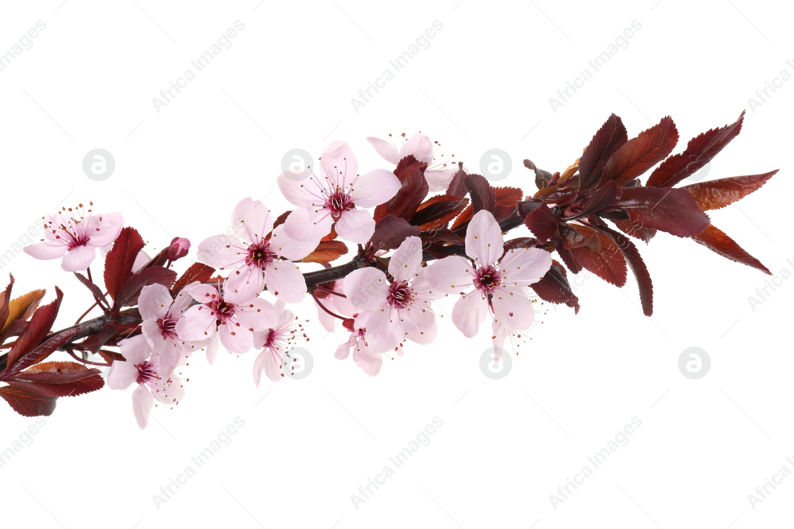 Photo of Spring tree branch with beautiful blossoms isolated on white