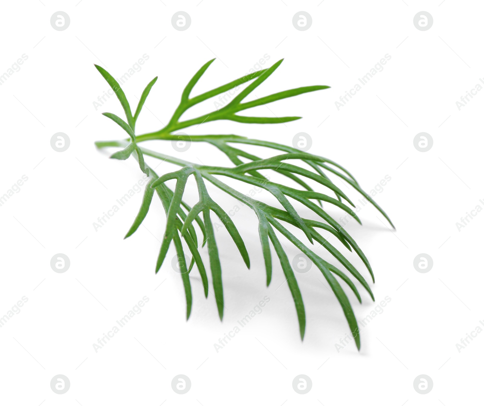 Photo of Sprig of fresh dill isolated on white