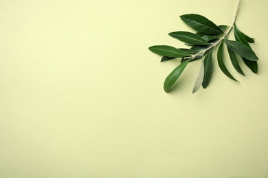 Photo of Twig with fresh green olive leaves and space for text on color background