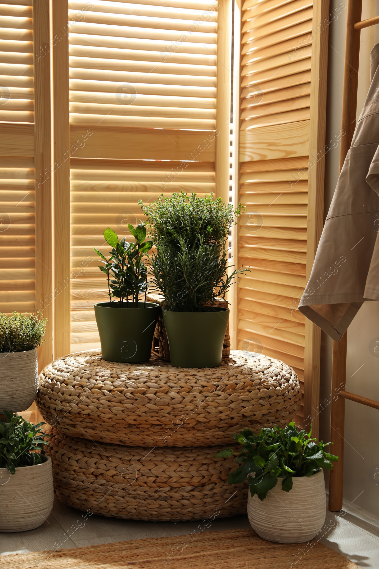 Photo of Different potted herbs in room. Interior design