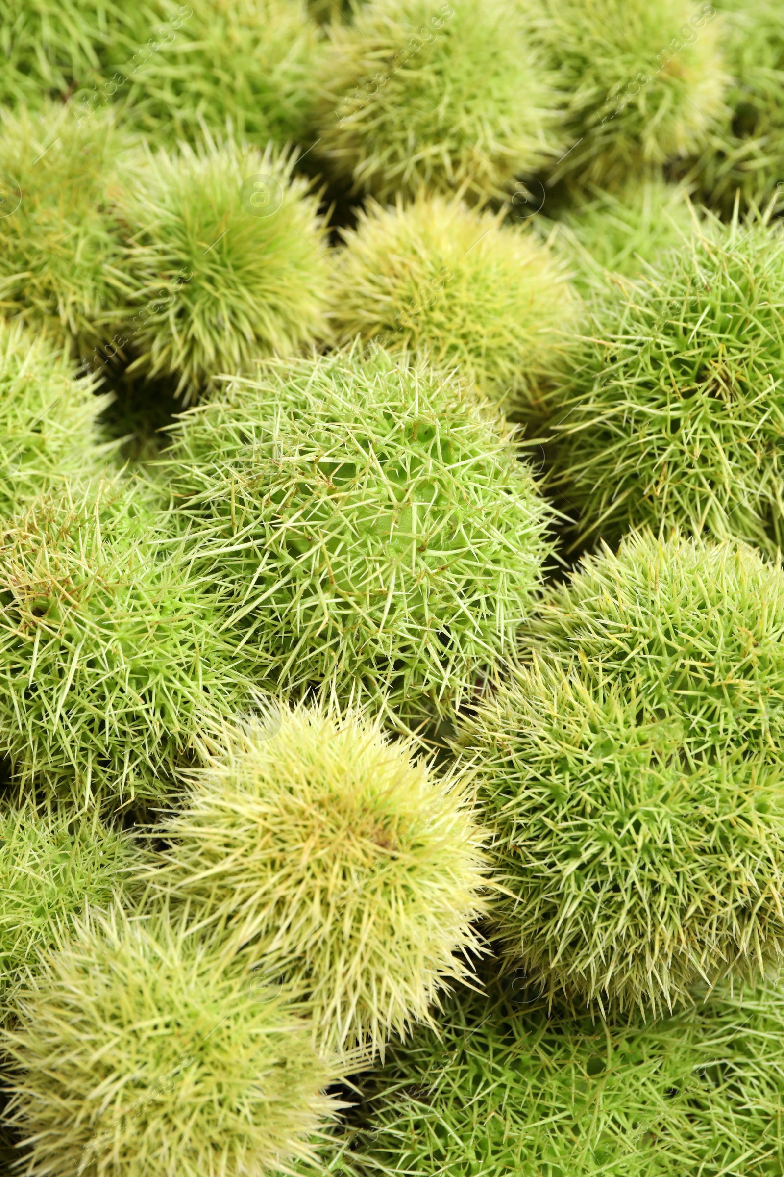 Photo of Many fresh sweet edible chestnuts as background, closeup