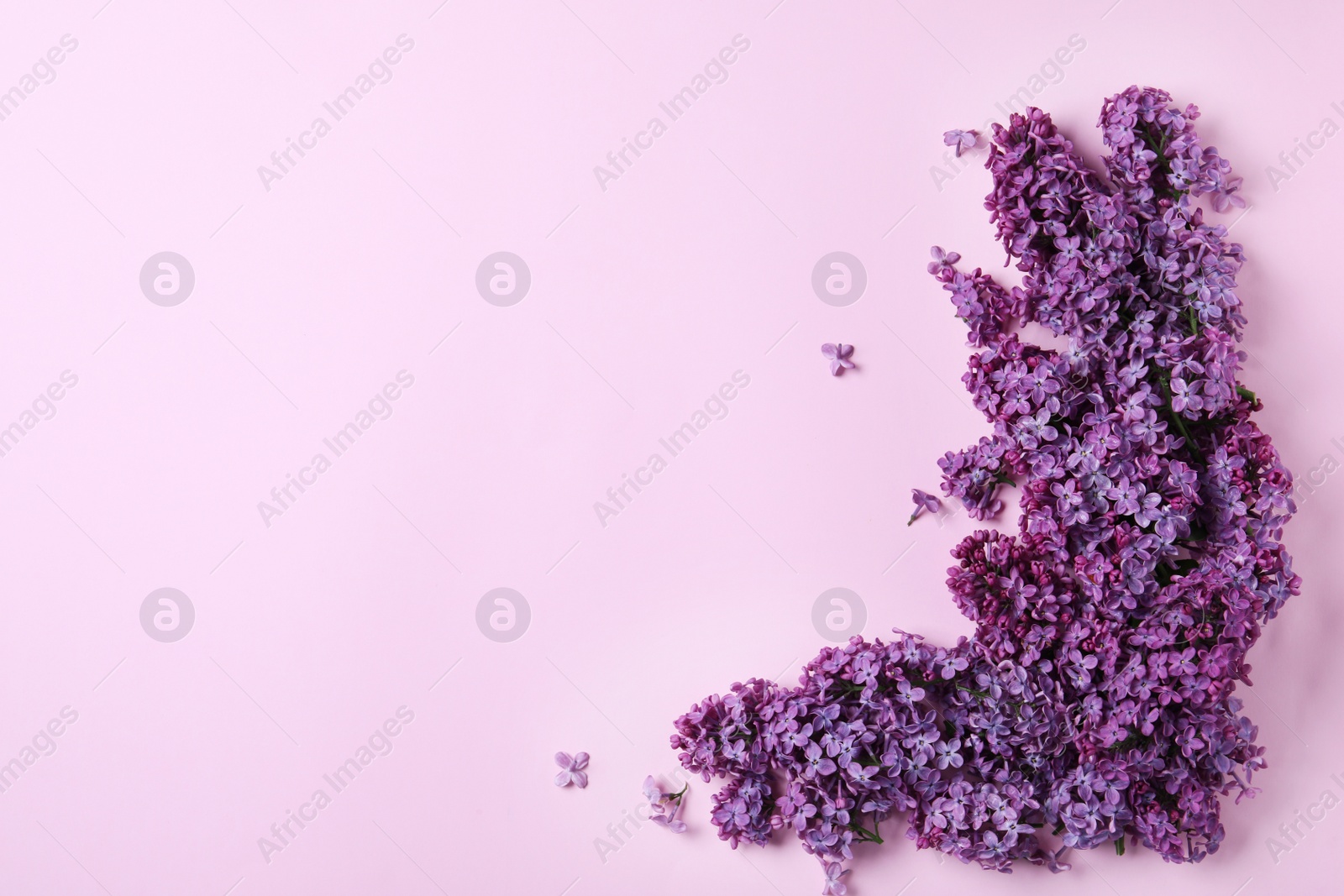 Photo of Beautiful lilac blossom on pink background, flat lay. Space for text