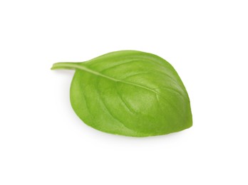 One green basil leaf isolated on white