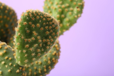 Photo of Beautiful green Opuntia cactus on violet background, closeup. Space for text