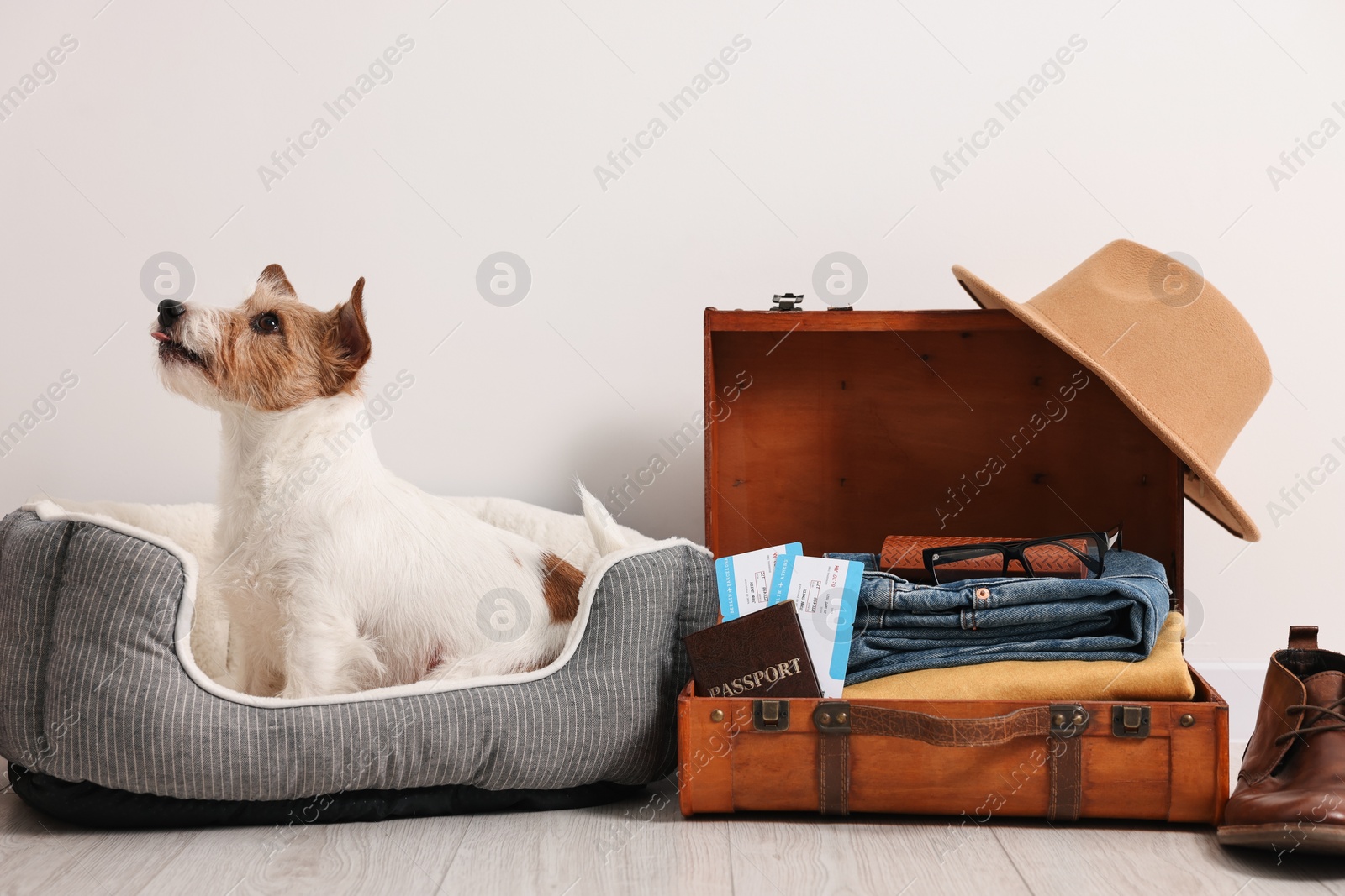 Photo of Travel with pet. Dog, clothes, passport, tickets and suitcase indoors