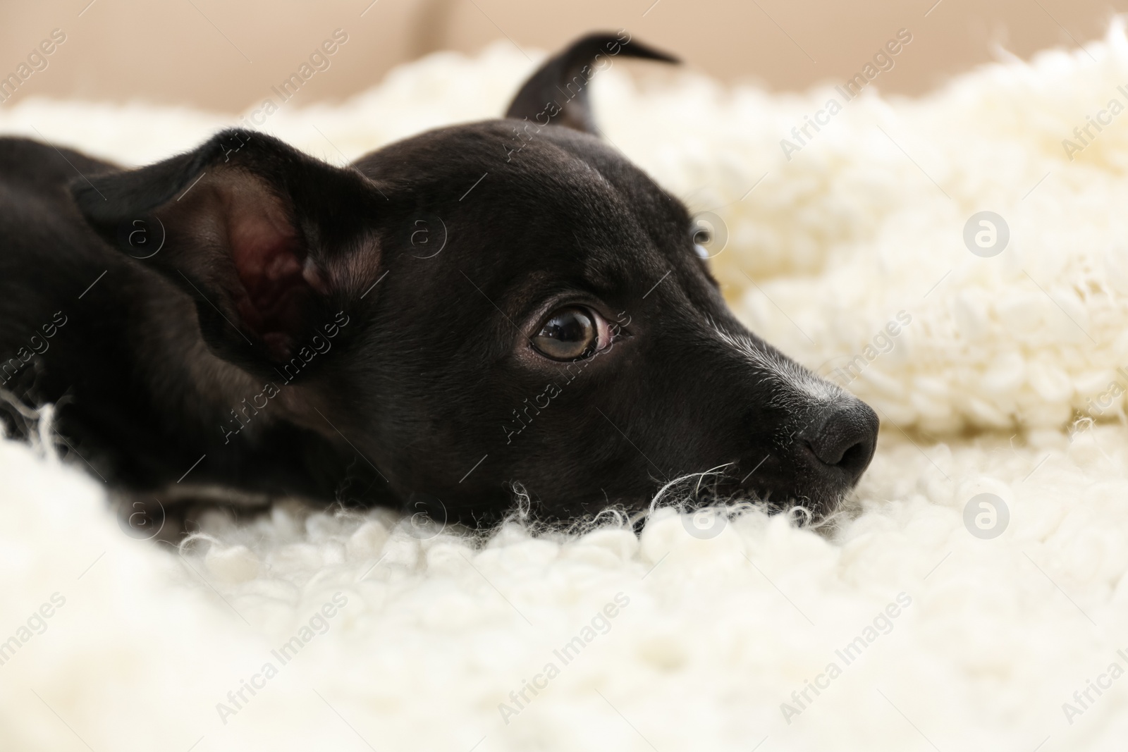 Photo of Cute little puppy on soft white plaid, closeup. Baby animal