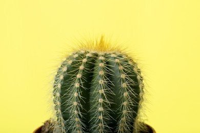 Beautiful green cactus on yellow background, closeup. Tropical plant