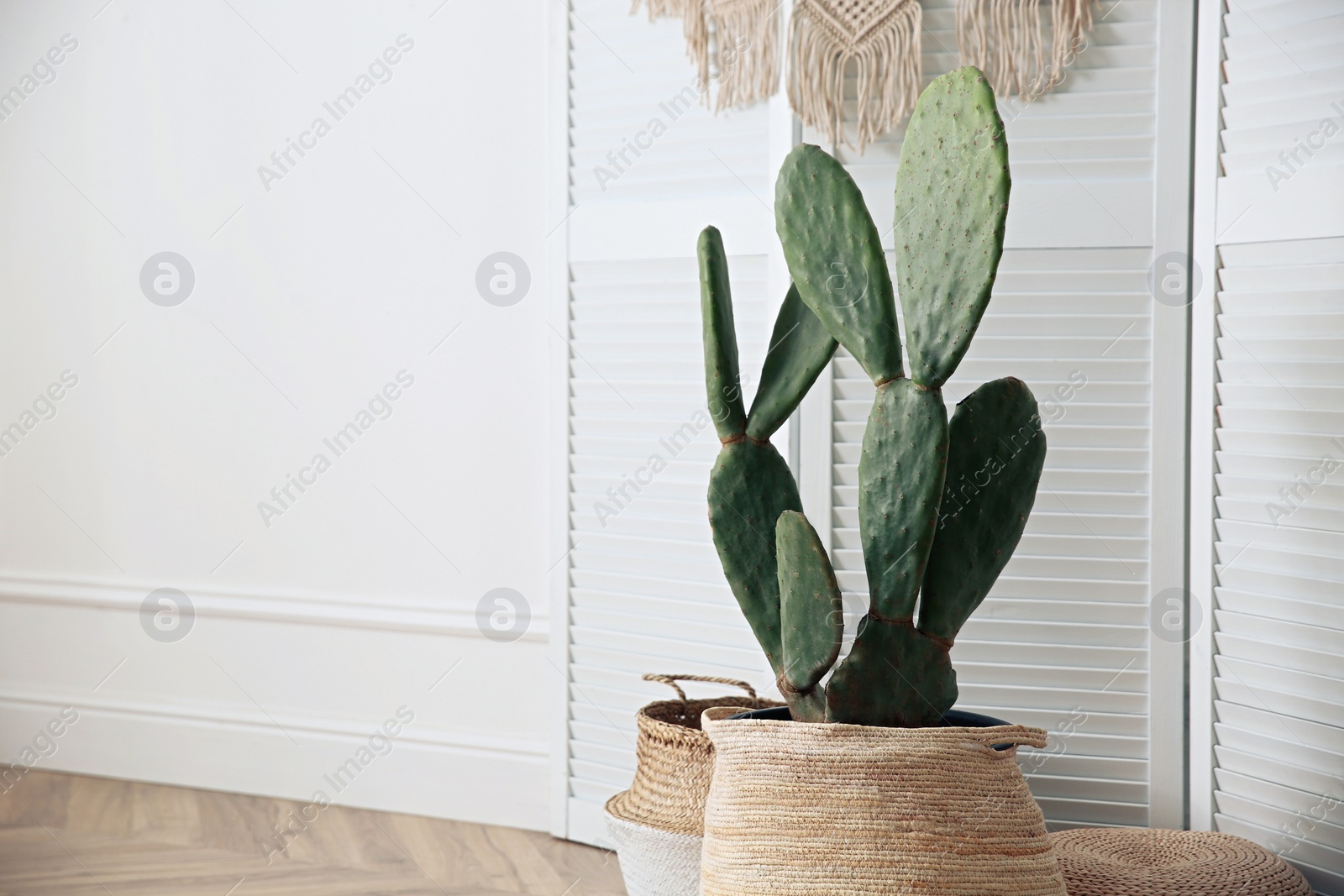 Photo of Stylish room with beautiful potted cactus, space for text. Interior design