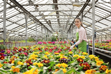 Photo of Young woman taking care of blooming flowers in greenhouse. Home gardening