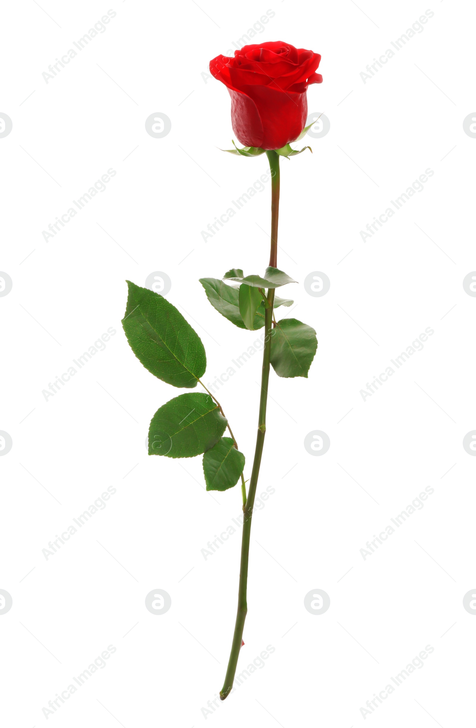 Photo of Beautiful red rose on white background. Perfect gift