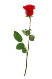 Photo of Beautiful red rose on white background. Perfect gift