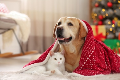 Adorable dog and cat together under blanket at room decorated for Christmas. Cute pets