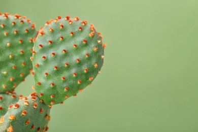 Photo of Beautiful green Opuntia cactus on color background, closeup. Space for text