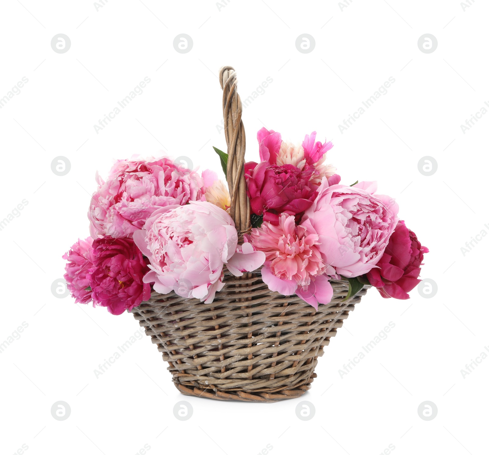 Photo of Beautiful peonies in wicker basket isolated on white