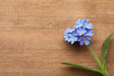 Photo of Beautiful blue Forget-me-not flower on wooden table, top view. Space for text