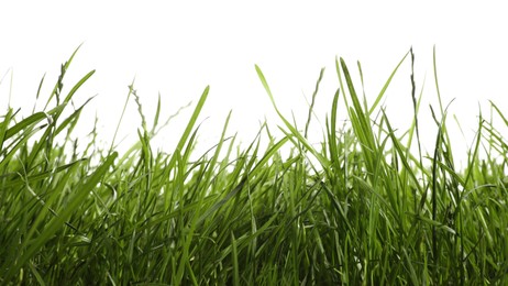 Photo of Beautiful lush green grass on white background