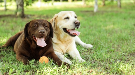 Funny Labrador Retriever dogs with toy ball on green grass in summer park