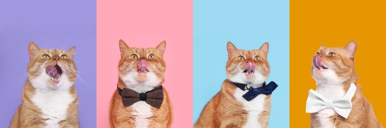 Image of Cute red cat showing tongue, collection of photos on different colors backgrounds