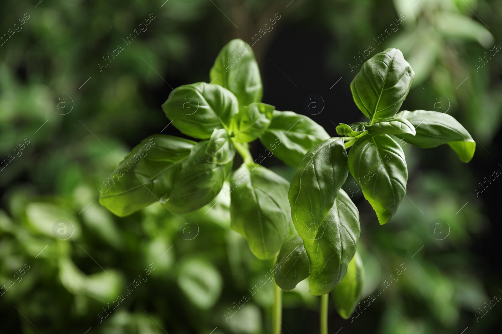 Photo of Fresh green basil on blurred background, closeup