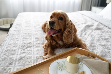 Photo of Cute English Cocker Spaniel near tray with breakfast on bed indoors. Pet friendly hotel