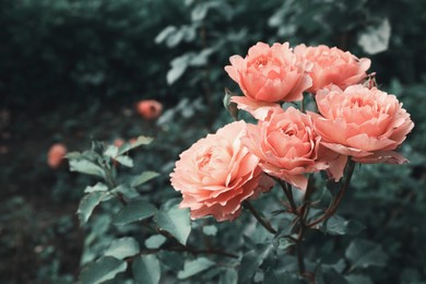 Beautiful blooming pink roses on bush outdoors, space for text