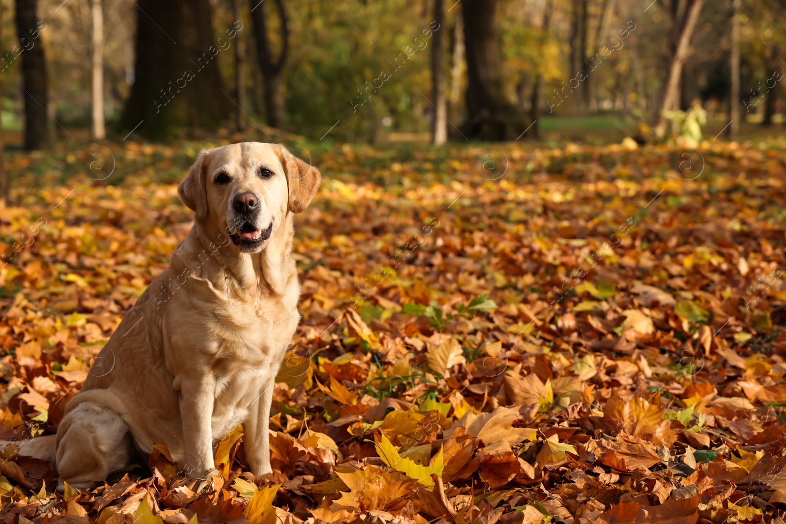 Photo of Cute Labrador Retriever dog on fallen leaves in sunny autumn park. Space for text