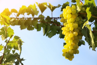 Photo of Delicious ripe grapes in vineyard. Harvest season