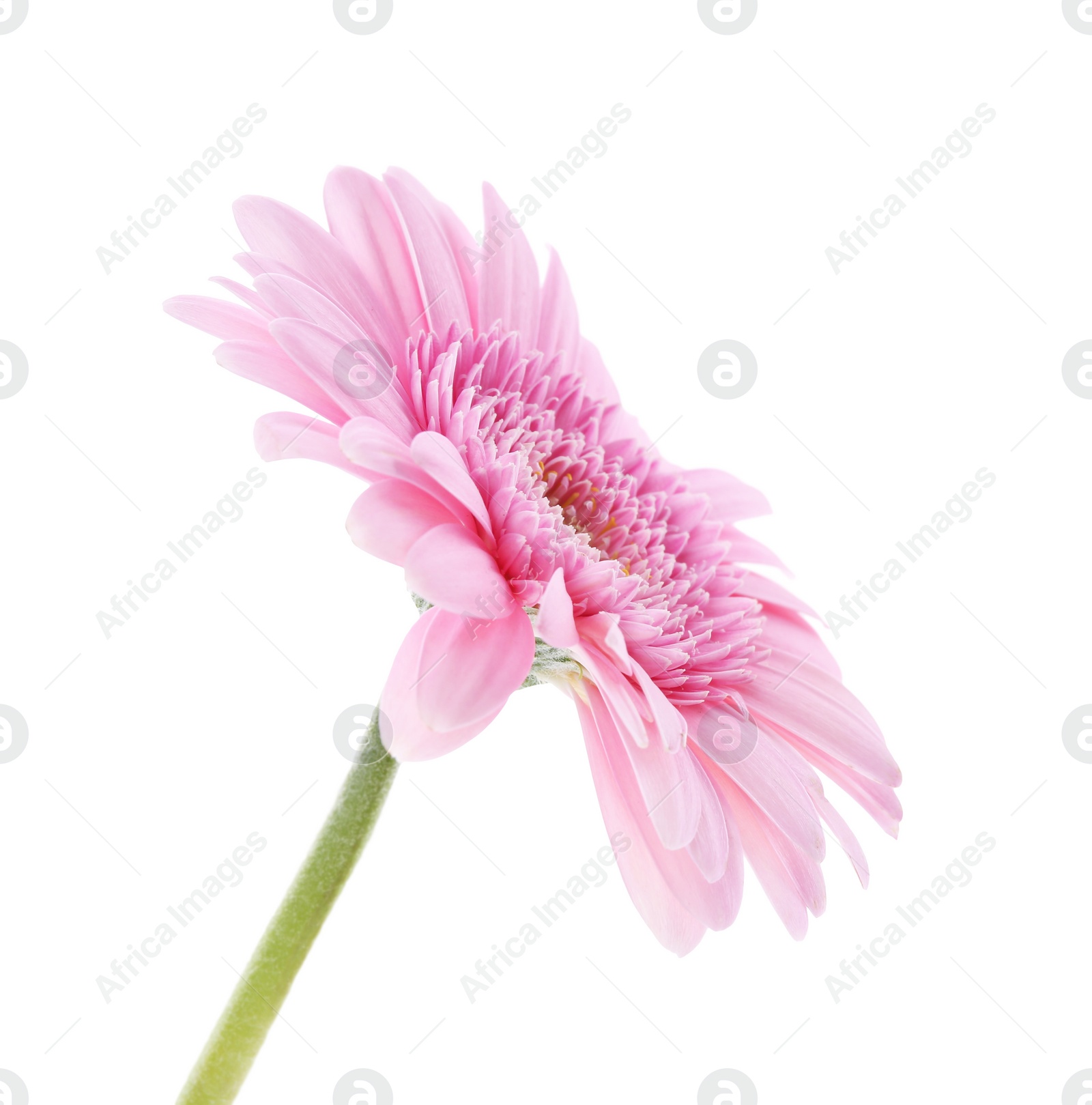 Photo of One beautiful pink gerbera flower isolated on white