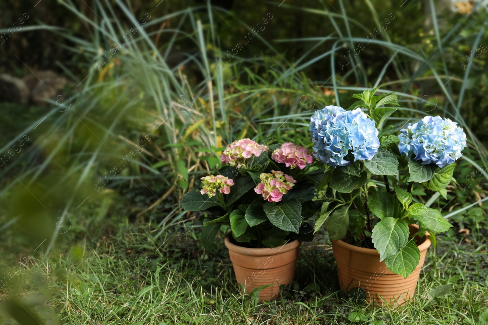 Photo of Beautiful blooming hortensia plants in pots outdoors. Space for text