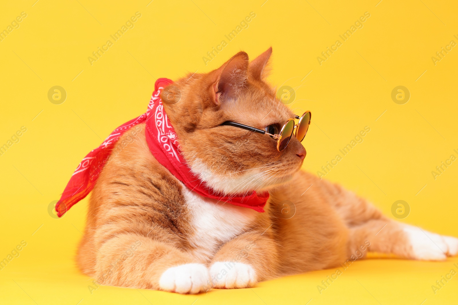 Photo of Cute ginger cat in stylish sunglasses and bandana on yellow background