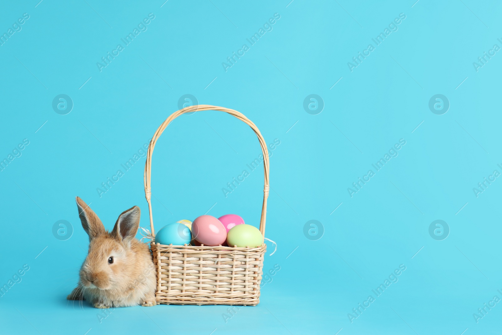 Photo of Adorable furry Easter bunny near wicker basket with dyed eggs on color background, space for text