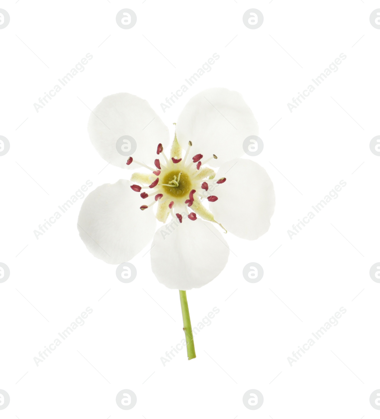 Photo of Beautiful flower of blossoming pear tree on white background