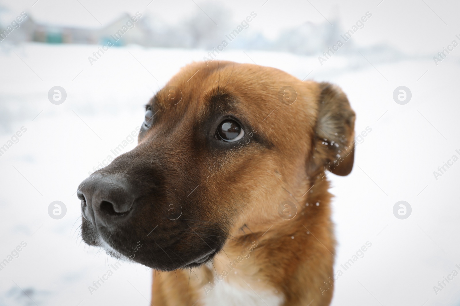 Photo of Lonely dog on snowy street in winter