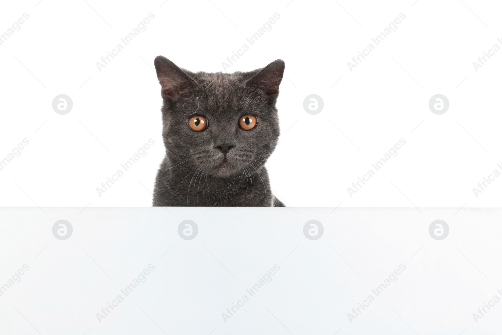 Photo of Adorable grey British Shorthair cat with poster on white background