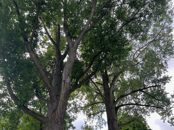 Photo of Beautiful tree with green leaves against cloudy sky, low angle view