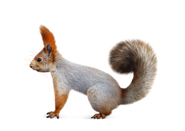 Image of Cute squirrel with fluffy tail on white background