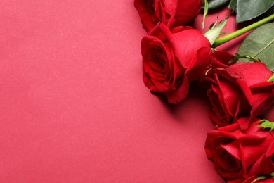 Photo of Beautiful roses on red background, above view. Space for text