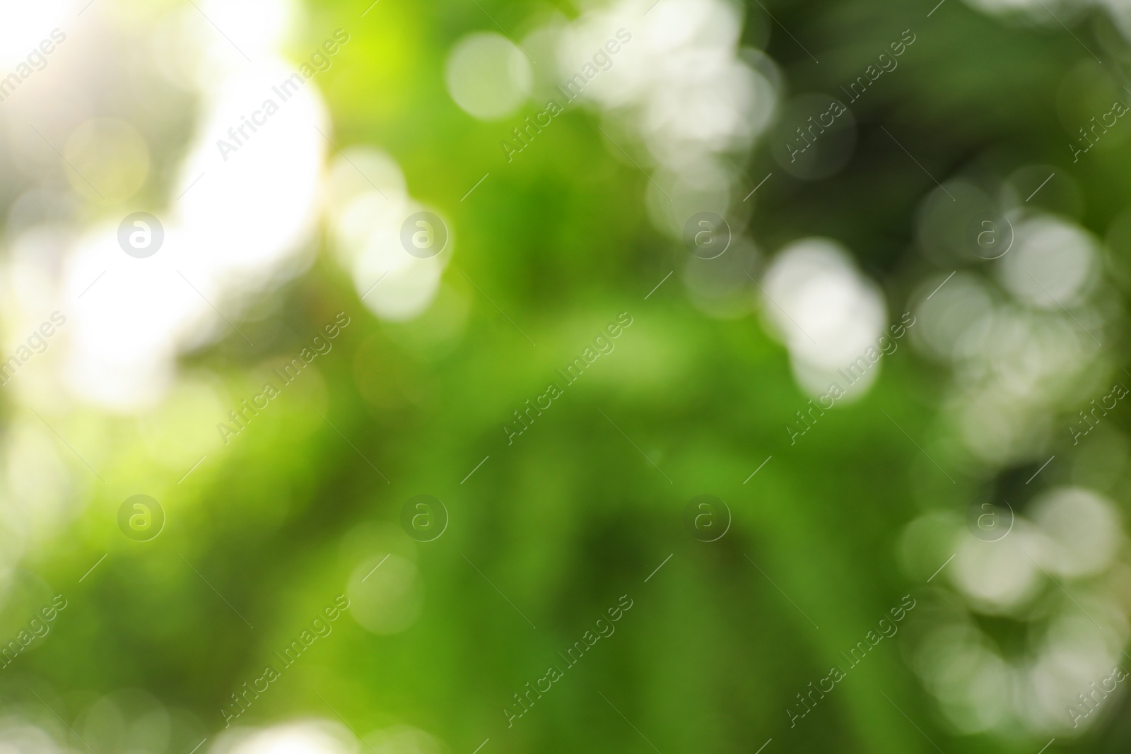 Photo of Abstract nature green background with sun rays, bokeh effect