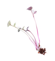 Photo of Fresh organic microgreen sprout on white background, top view