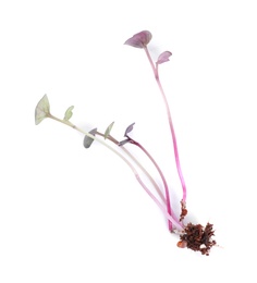 Fresh organic microgreen sprout on white background, top view