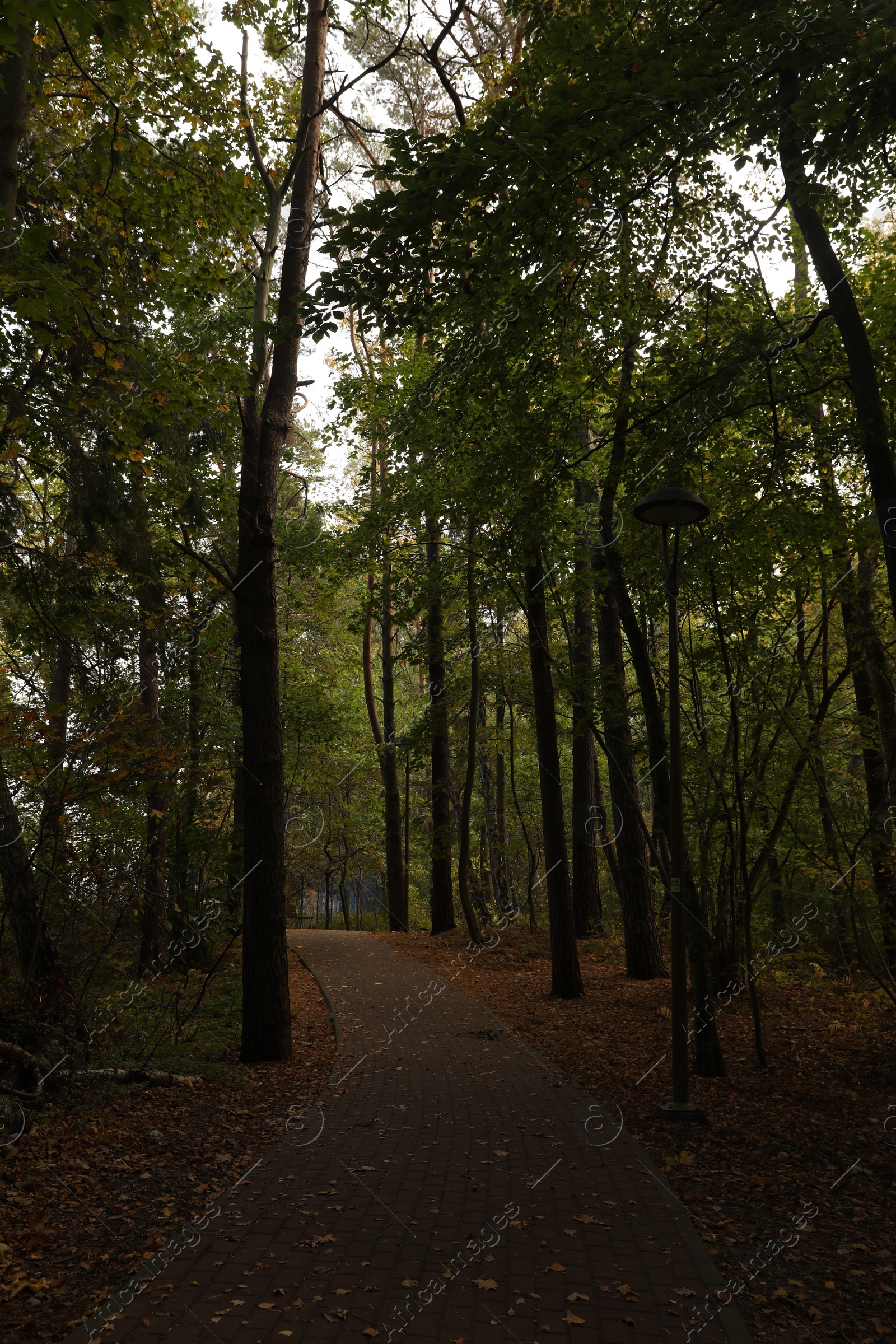 Photo of Many beautiful trees and pathway with fallen leaves in autumn park