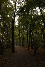 Many beautiful trees and pathway with fallen leaves in autumn park