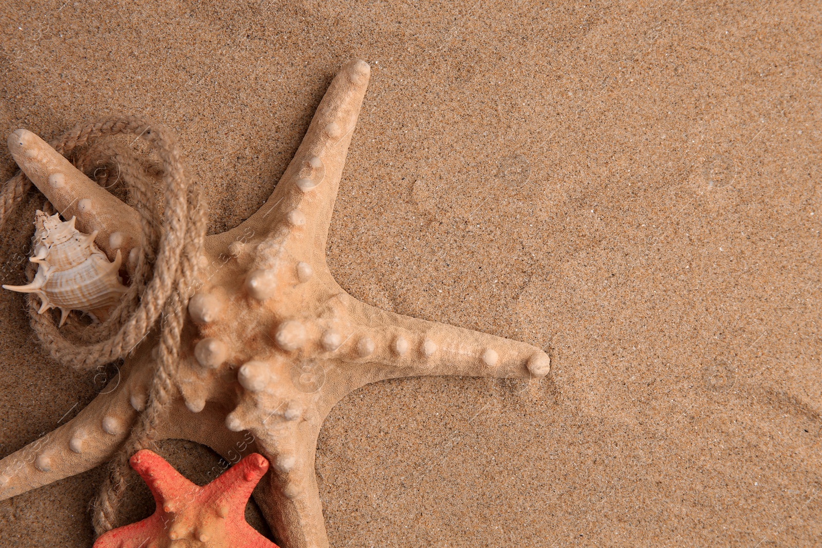 Photo of Beautiful starfishes, sea shell and rope on sand, flat lay. Space for text